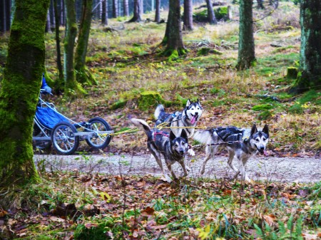 Photo séjour Cani-Rando